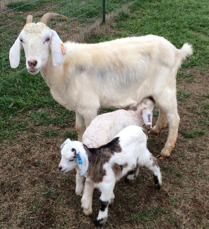 Kiko Goats GalleryShort's Livestock, Central Texas